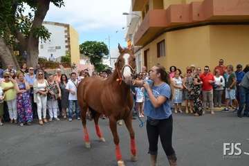 Misa, desfile del ganado y procesión religiosa en el Valle de los Nueve de Telde (Foto Francisco Javier Santana)